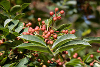 25 SZECHUAN PEPPER Peppercorn Sichuan Szechwan Zanthoxylum Bungeanum Spice Seeds