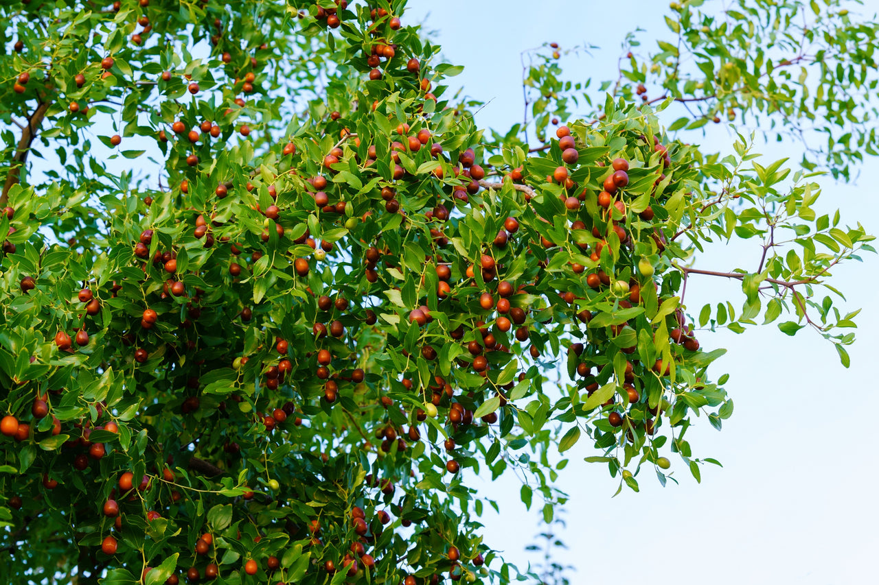 20 ASIAN DATE Jujube Ziziphus Spinosa Common Chinese Tsao Red Fruit Tree Seeds