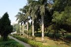 10 Florida ROYAL PALM Roystonea Regia Tree Houseplant Seeds
