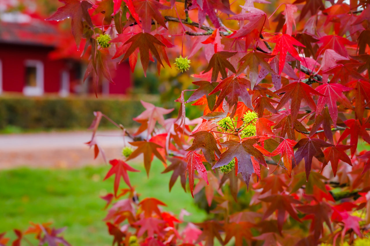 50 AMERICAN SWEETGUM Liquidambar Styraciflua Storax Alligator Sweet Gum Tree Seeds - Great Fall Color! Red Yellow Orange Purple