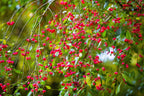 25 EUROPEAN SPINDLE TREE Euonymus Europaeus Spindletree Pink & Orange Flower Shrub Seeds