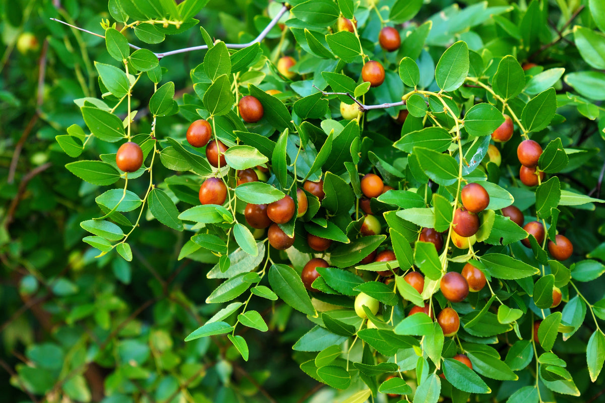 20 ASIAN DATE Jujube Ziziphus Spinosa Common Chinese Tsao Red Fruit Tree Seeds