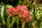 20 SEVEN SON Shrub Tree Heptacodium Miconioides White Red Flower Seeds