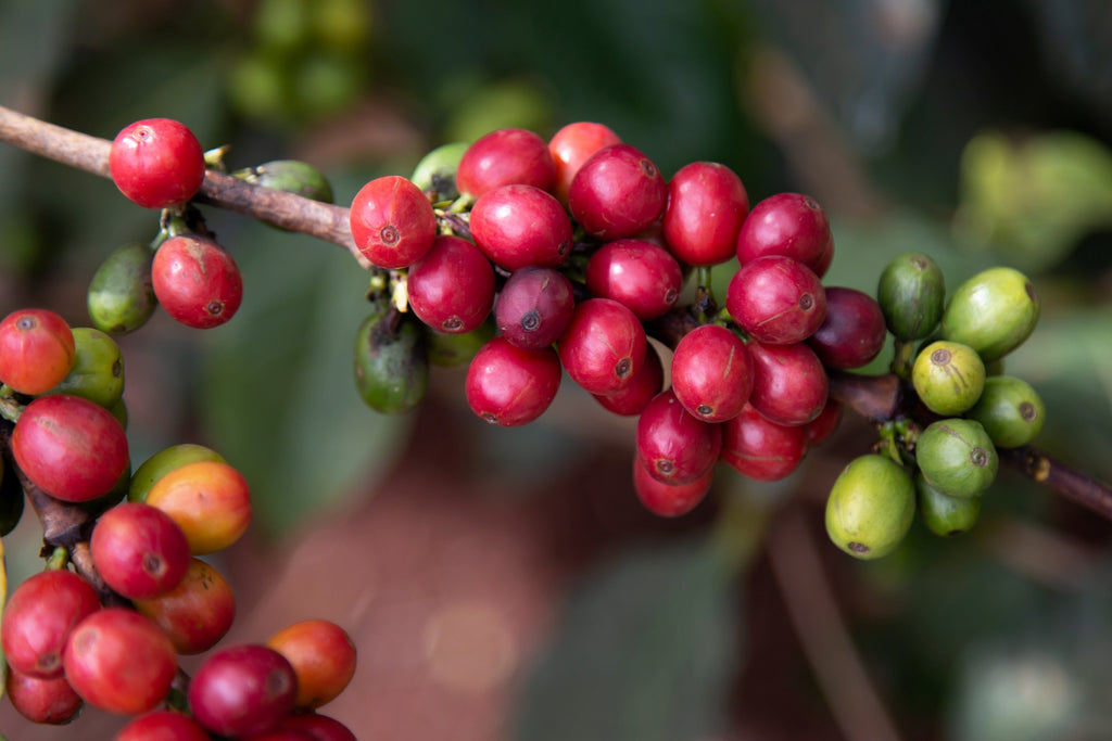 15 ARABICA COFFEE Tree Shrub Seeds - Grow your own coffee!
