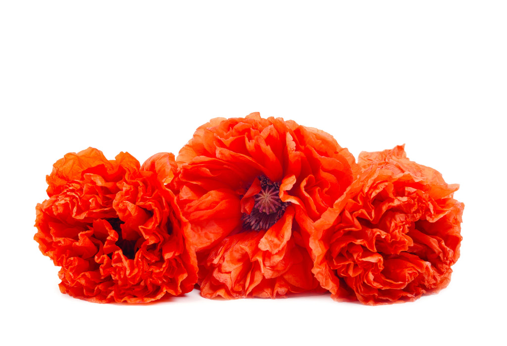 100 Giant Double RED PEONY POPPY Papaver Peoniflorum Flower Seeds