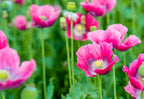 1000 PEPPERBOX POPPY MIX Papaver Somniferum Mixed Colors Red Violet Flower Seeds