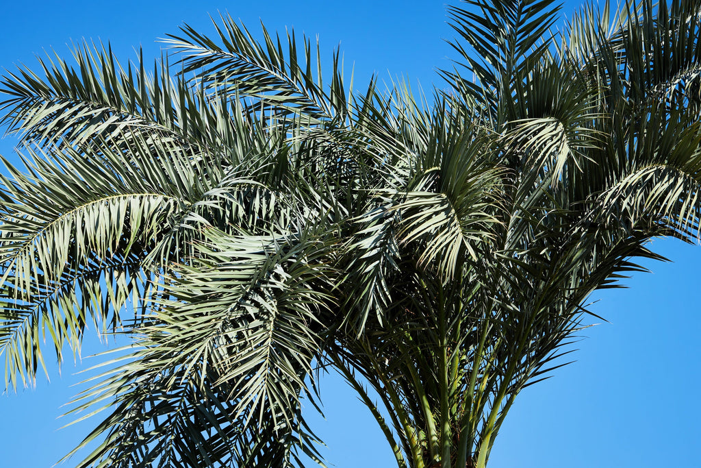 10 PYGMY DATE PALM Phoenix Roebelenii Dwarf Miniature Ornamental Fruit Tree Houseplant Seeds