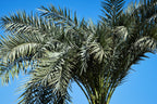 10 PYGMY DATE PALM Phoenix Roebelenii Dwarf Miniature Ornamental Fruit Tree Houseplant Seeds