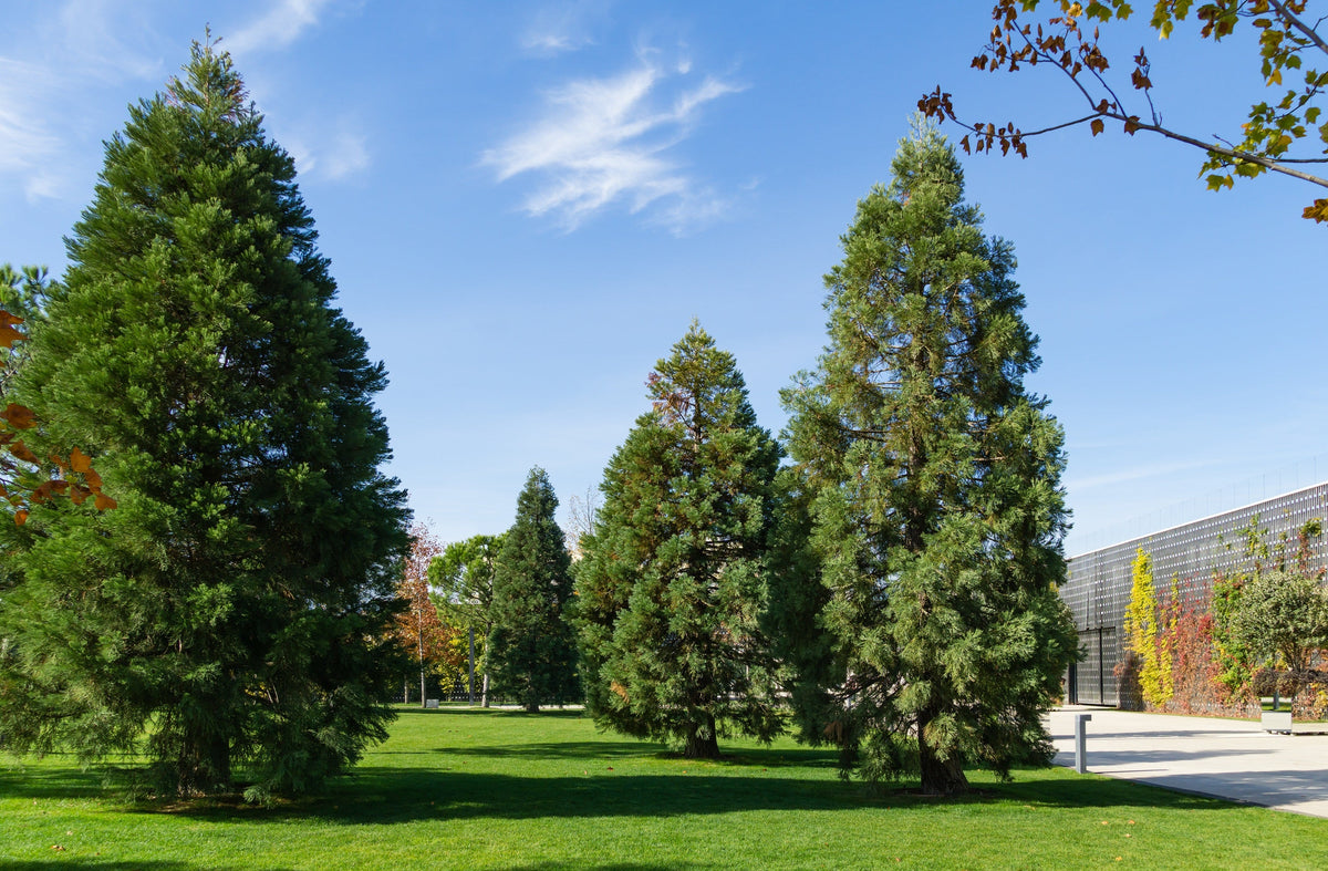 40 GIANT SEQUOIA Sequoiadendron Giganteum Sierra Redwood Tree Seeds