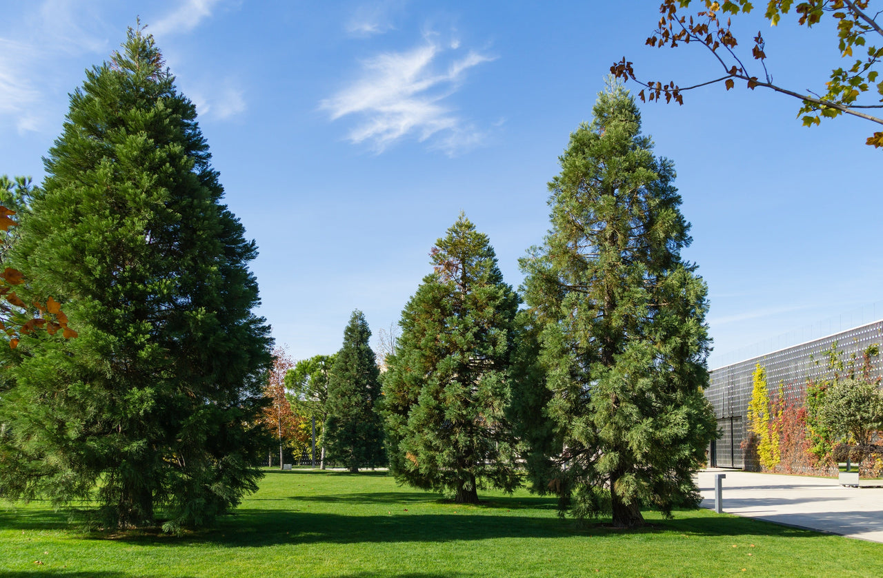 40 GIANT SEQUOIA Sequoiadendron Giganteum Sierra Redwood Tree Seeds