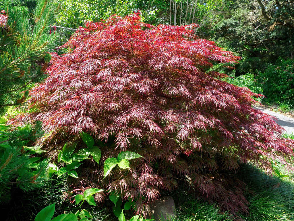 10 INABA SHIDARE MAPLE Weeping Red Laceleaf Japanese Acer Palmatum Dissectum Tree Seeds