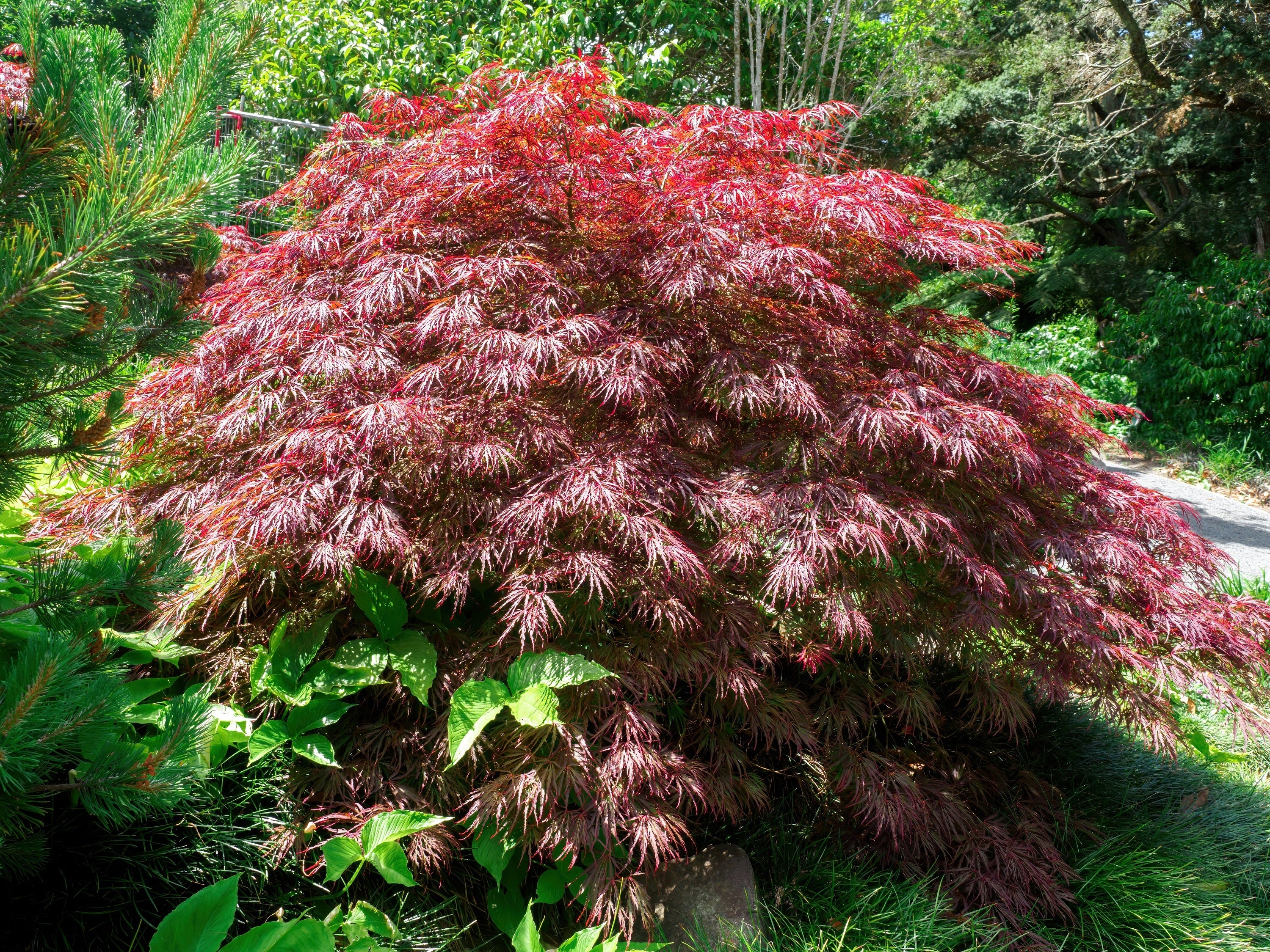 10 INABA SHIDARE MAPLE Weeping Red Laceleaf Japanese Acer Palmatum Dissectum Tree Seeds