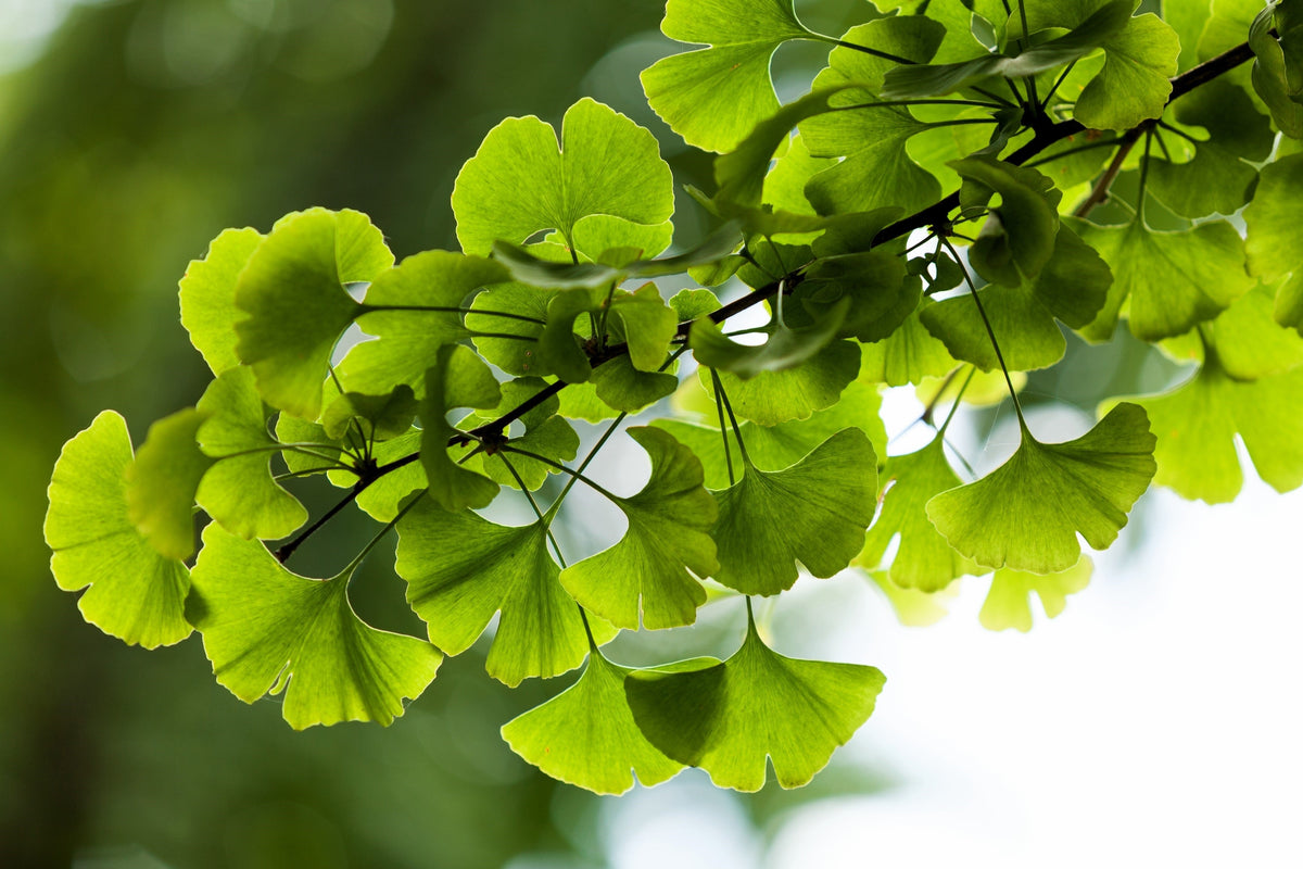 10 GINKGO BILOBA Maidenhair Tree Yellow Fall Orange "Fruit" Herb Seeds
