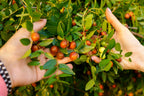 20 RED Chinese DATE TREE Edible Fruit Jujube Ziziphus Jujuba Yellow Flower Seeds