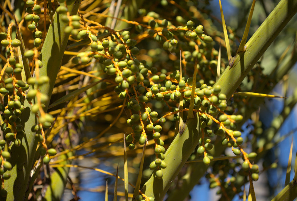 10 CANARY ISLAND Date PALM Phoenix Canariensis Tree Seeds