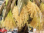 10 PYGMY DATE PALM Phoenix Roebelenii Dwarf Miniature Ornamental Fruit Tree Houseplant Seeds