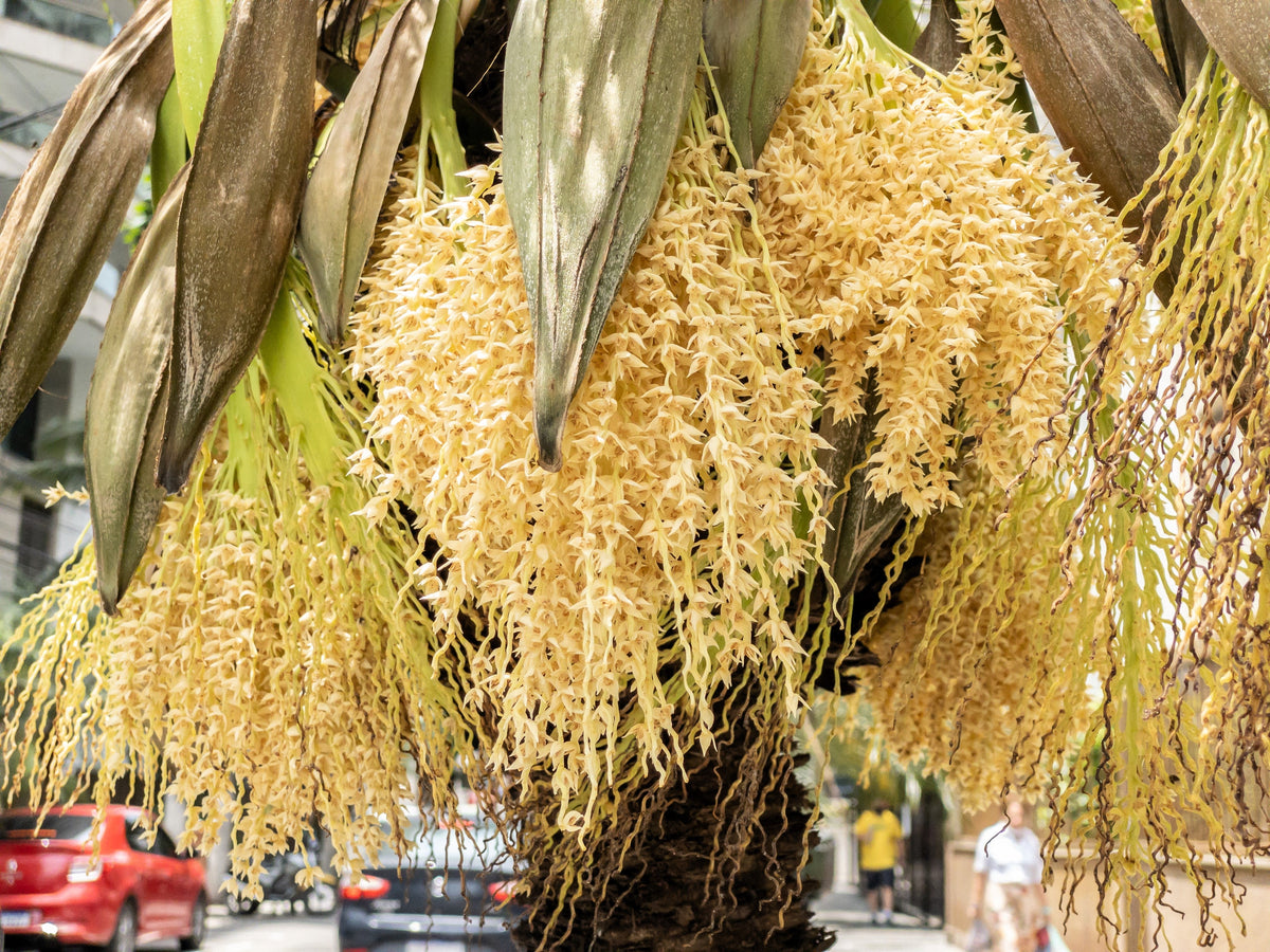 10 PYGMY DATE PALM Phoenix Roebelenii Dwarf Miniature Ornamental Fruit Tree Houseplant Seeds