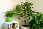 30 FICUS TREE (Bodhi Tree / Sacred Fig / Bo Tree / Pipal) Ficus Religiosa Seeds
