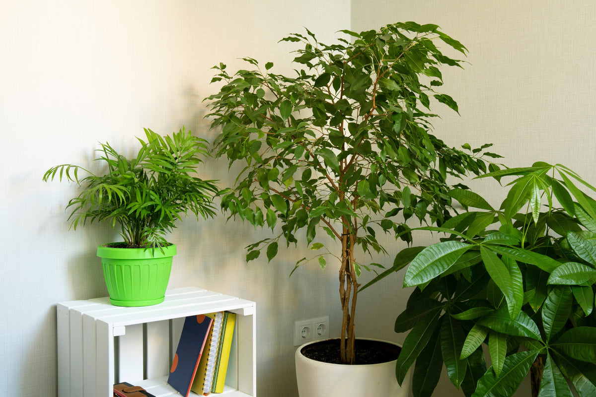 30 FICUS TREE (Bodhi Tree / Sacred Fig / Bo Tree / Pipal) Ficus Religiosa Seeds