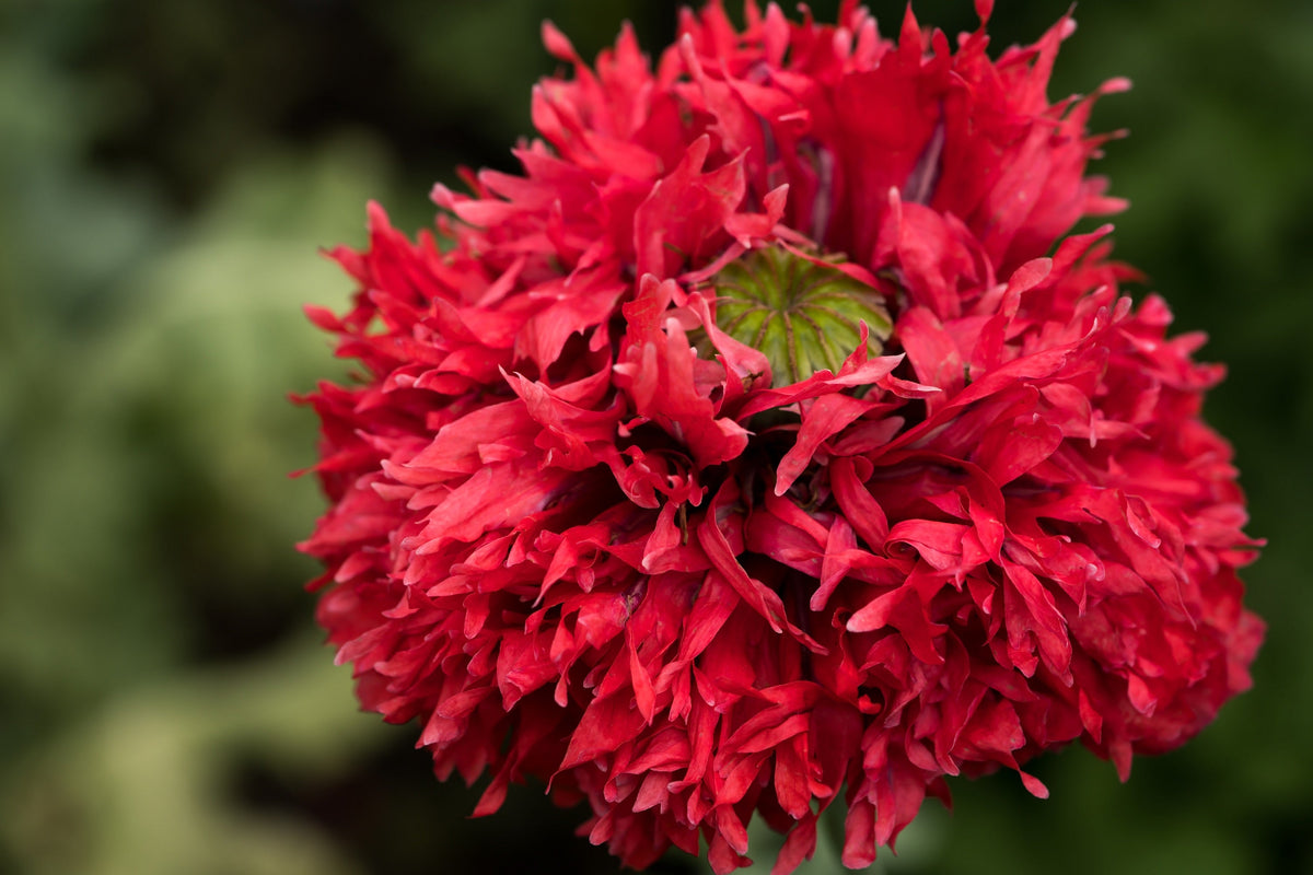 100 Red OASE PEONY POPPY Papaver Peoniflorum Double Flower Seeds