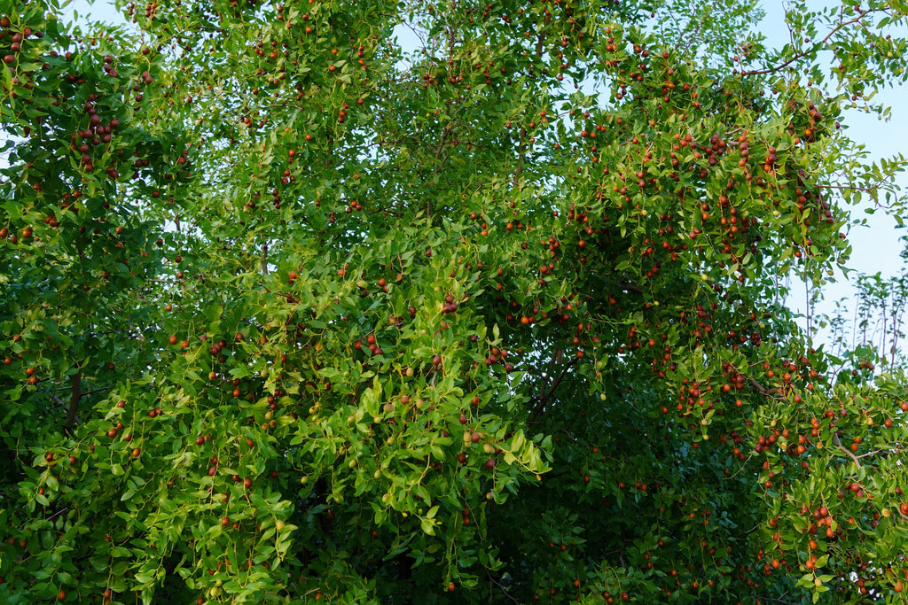 20 RED Chinese DATE TREE Edible Fruit Jujube Ziziphus Jujuba Yellow Flower Seeds