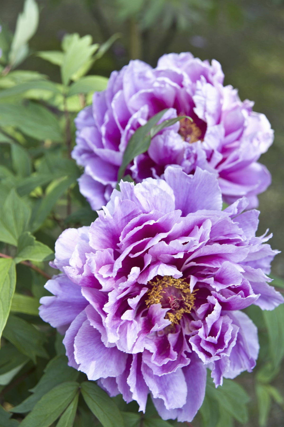 10 TREE PEONY Mountain Paeony Paeonia Suffruticosa Arborea Mixed Colors Red Pink White Purple Yellow Bicolor Flower Shrub Seeds