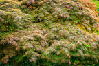 10 WEEPING LACELEAF MAPLE Japanese Acer Palmatum Dissectum Green Yellow Red Tree Seeds
