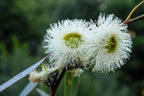 25 TASMANIAN Blue Gum TREE / EUCALYPTUS Globulus Flower Seeds