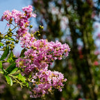 35 Light PINK CREPE MYRTLE Crape Tree Shrub Lagerstroemia Indica Flower Seeds