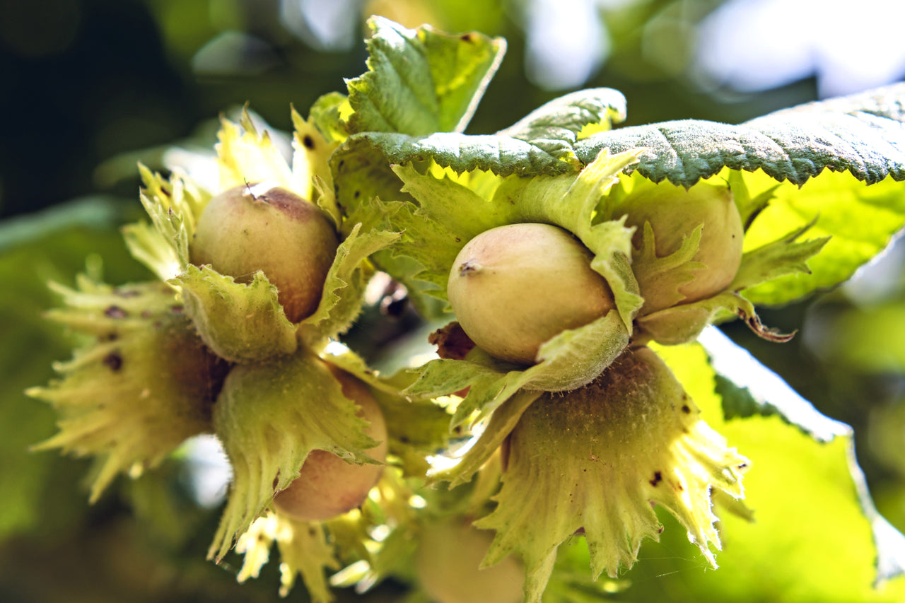 5 AMERICAN HAZELNUT TREE aka Filbert Corylus Americana Fruit Nut Seeds