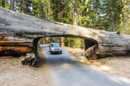 40 GIANT SEQUOIA Sequoiadendron Giganteum Sierra Redwood Tree Seeds