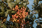 5 PISTACHIO NUT TREE Pistacia Vera Fruit Red Flowers Seeds