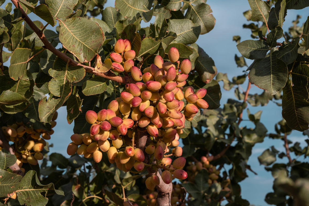 5 PISTACHIO NUT TREE Pistacia Vera Fruit Red Flowers Seeds