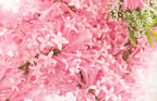 30 PINK LILAC Hungarian Lilac Tree Shrub Syringa Josikaea Fragrant Flower Seeds