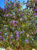 10 TEXAS Mountain LAUREL Sophora Secundiflora Mescal Tree Purple Flower Seeds