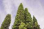 20 MEDITERRANEAN CYPRESS TREE Italian Pencil Pine Cedar Cupressus Sempervirens Stricta Seeds