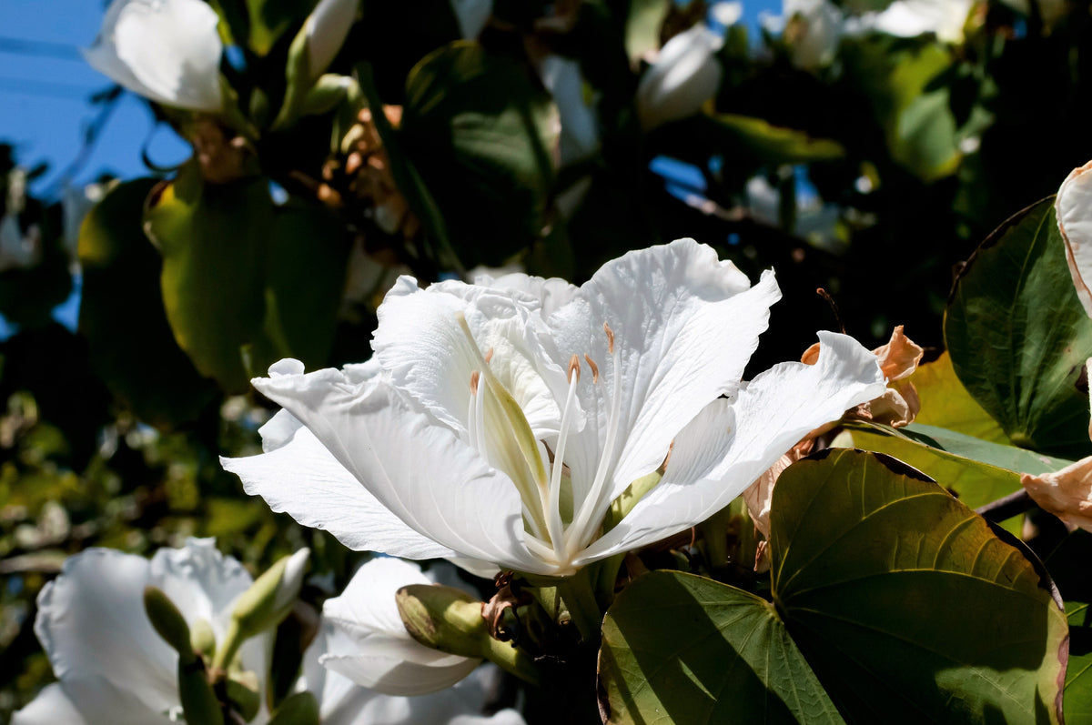 10 WHITE ORCHID TREE Bauhinia Alba syn Variegata Candida Hawaiian Mountain Ebony Camel's Foot Butterfly Flower Tree Hummingbird Seed