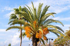 10 COCO PALM jelly Palm Pindo Butia Capitata Edible Fruit Tree Houseplant Seeds