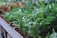 5 BAMBOO PALM Chamaedorea Seifrizii Reed or Parlor Palm Tree Sun Shade Houseplant Seeds