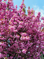 10 JAPANESE FLOWERING CHERRY Tree Oriental Prunus Serrulata Flower Seeds