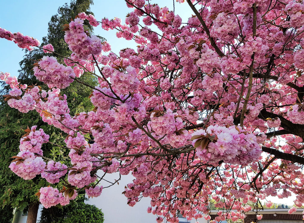 10 JAPANESE FLOWERING CHERRY Tree Oriental Prunus Serrulata Flower Seeds
