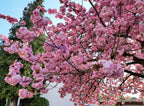 10 JAPANESE FLOWERING CHERRY Tree Oriental Prunus Serrulata Flower Seeds