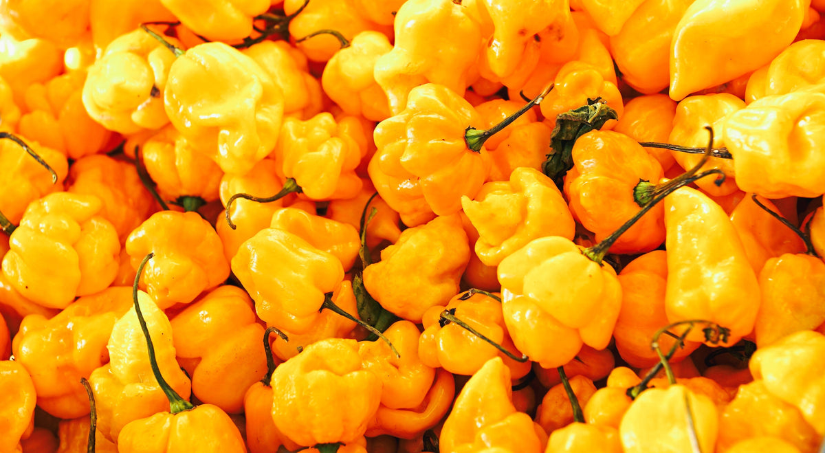 40 Yellow SCOTCH BONNET PEPPER very hot Jamaican Capsicum Annuum Vegetable Seeds