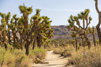 5 JOSHUA TREE Palm Tree Yucca Brevifolia White Flowers Cactus Succulent Seeds