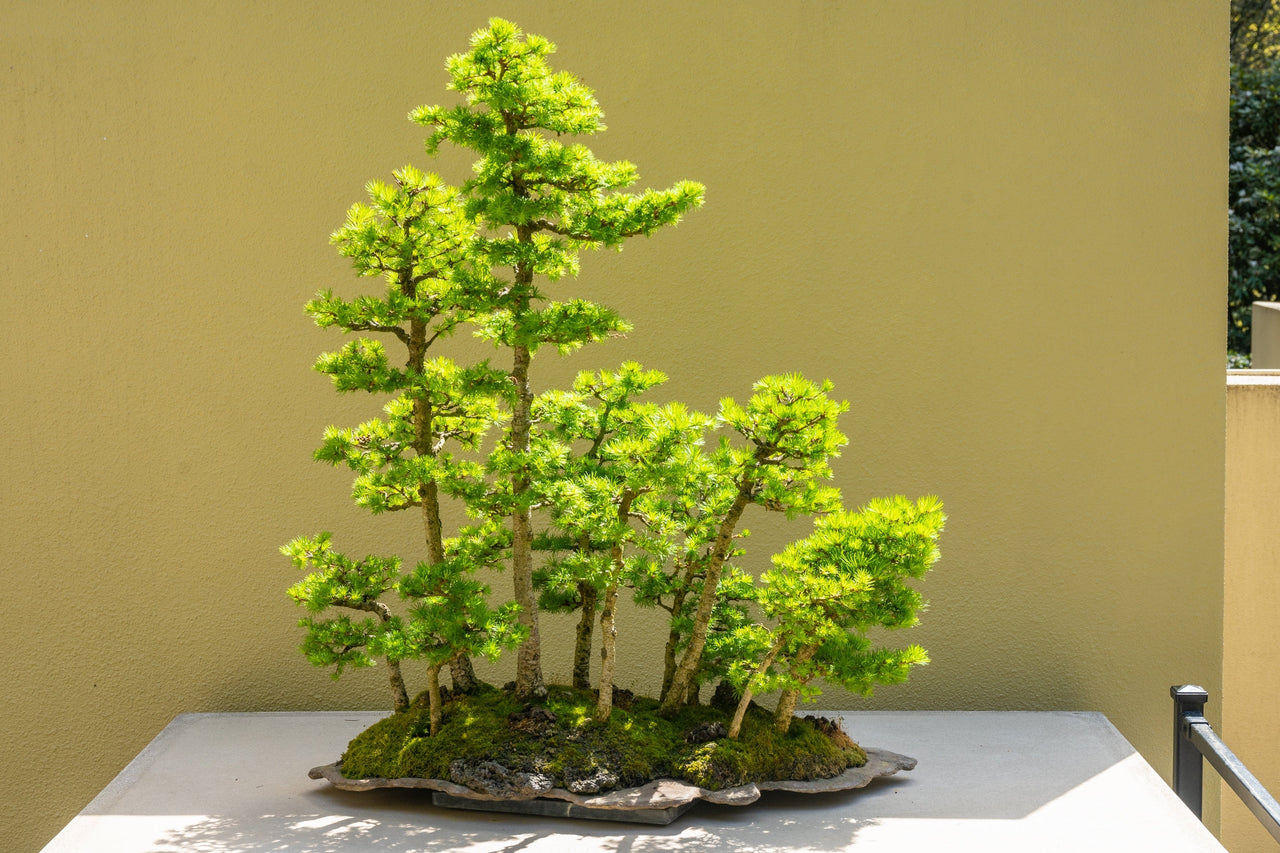 conifer bonsai tree 25 JAPANESE LARCH TREE Conifer Pine Cones Bonsai Larix Kaempferi Seeds