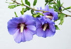 25 Purple ROSE Of SHARON HIBISCUS Syriacus Flower Tree Bush Seeds