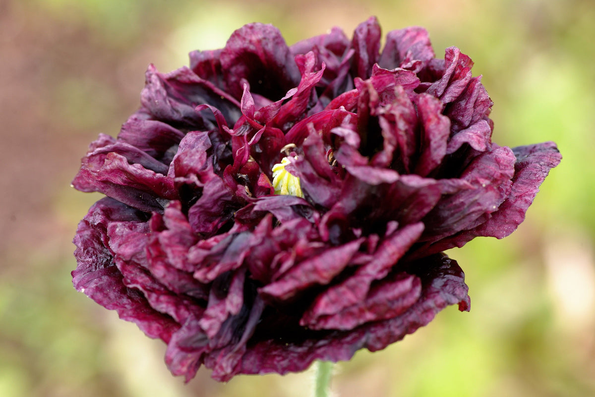 250 Organic PEONY POPPY MIX Papaver Paeoniflorum Mixed Colors Red, White, Pink, Black, Purple, Salmon, Bronze, Lilac, & Bicolor Flower Seeds