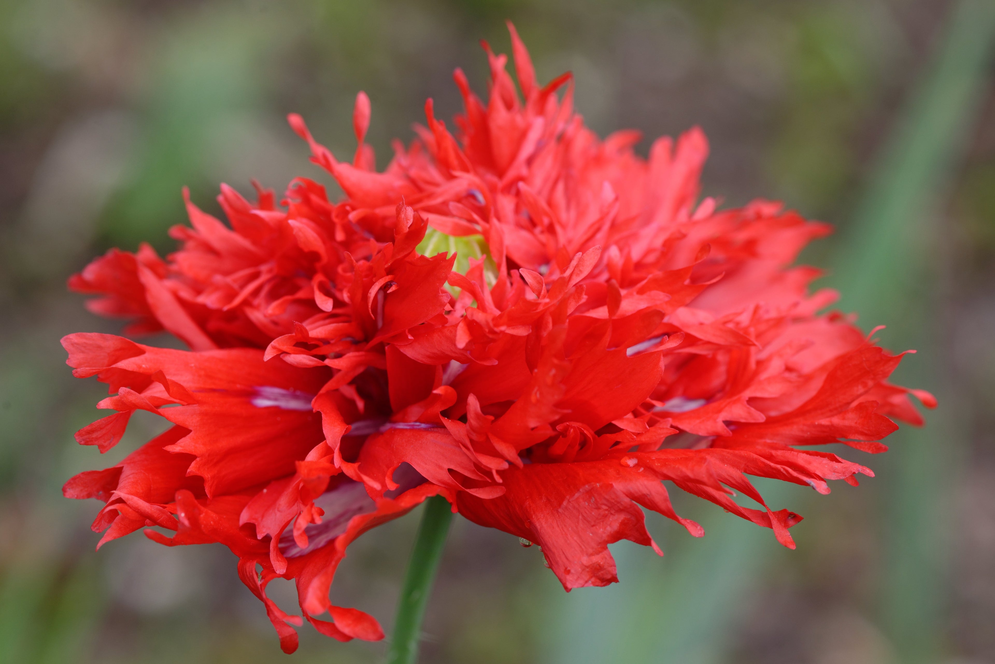 100 Red OASE PEONY POPPY Papaver Peoniflorum Double Flower Seeds