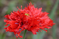 100 Red OASE PEONY POPPY Papaver Peoniflorum Double Flower Seeds
