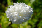 250 Organic PEONY POPPY MIX Papaver Paeoniflorum Mixed Colors Red, White, Pink, Black, Purple, Salmon, Bronze, Lilac, & Bicolor Flower Seeds